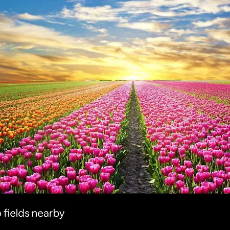 Holiday home Cozy Comfortable House With Jacuzzi & Private Garden Near Amsterdam Vijfhuizen